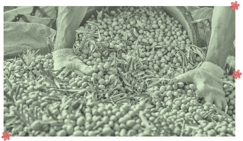 Sallemi Frantoio Olio della settimana: Re DOP Monti Iblei di Sallemi